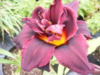 Hemerocallis species 
